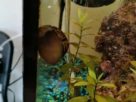 Tiny snails