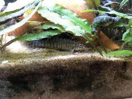 55g Himalayan Foothills Paludarium