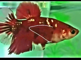 Betta sex