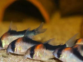 What type of cories to get?