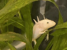 My axolotl, Kirby!