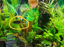 Rainbowfish Identification Male/female