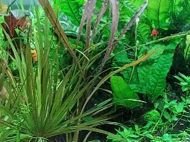 What's the coolest and/or most useful aquarium related thing(s) you have bought.