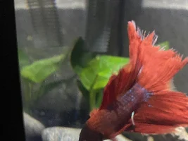 Betta has resistant fin rot