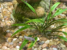 PEA PUFFER HELP! Black spot?