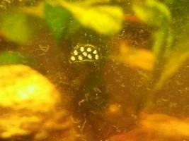 My planted freshwater journal/update thread