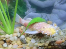 Pleco fell in hot water!