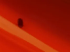 Help with Beetle Identification