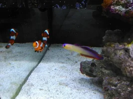 New 90 Litre Saltwater.
