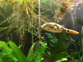 Vote Now - December 2021 Fish of the Month Contest (any fish)