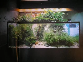Amano's Tank