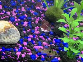 German blue rams