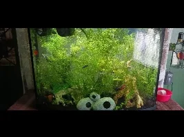 Planted tank n fish