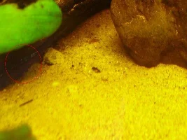 Finially, I Have Corys! + Game, Spot The Fish