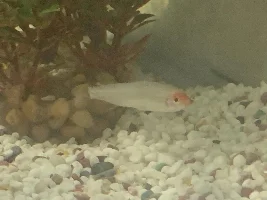 Rummy got his tail bitten off