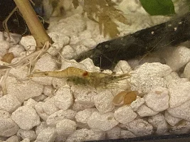 Accidentally bought a pregnant shrimp, what kind is it?
