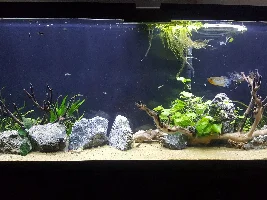 Vote now!..May 2020 Tank of the Month Contest ( 30 US gallons and larger)