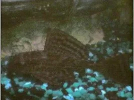 Pleco Power