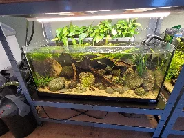 Dd's Tanks And Fish