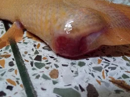 Help!! Senegal Bichir with bleeding tumour at her anus!!