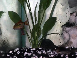 got some new plants today.