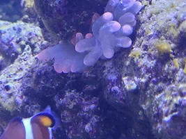 Anemone health issues! Help SOS