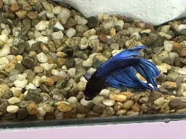 Is this mouth fungus on my betta?