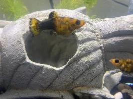 Is my Molly pregnant? Or jsut fat?