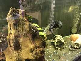 Jaguar cichlids could anyone help with sexing?