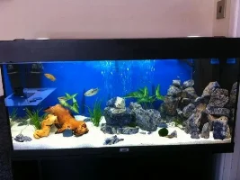 Which Fish To Stock?