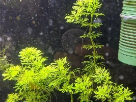 A place 4 my questions & ponderings as I build a 34 Gallons (127L) tank