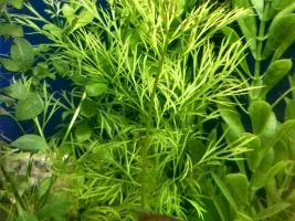 Male Or Female Pearl Gouramis?