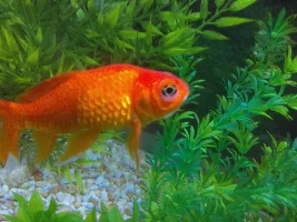 Help = I think my fish is poorly, I don't know what to do....