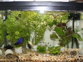 New Tank - Keeping the 38Liter, and Setting up a 200L (50g)