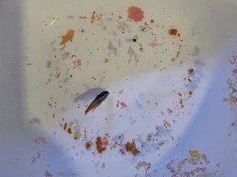 Injured Cardinal Tetra