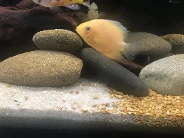 My new fishtank