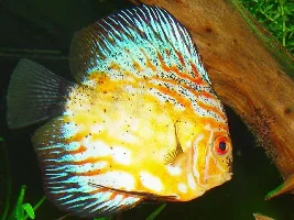 Discus and wigglers