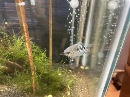 30g Lake Inle Aquaponic Biotope