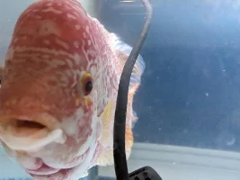 Fireman's Dream Flowerhorn