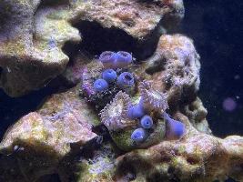 29g Saltwater Nano Tank