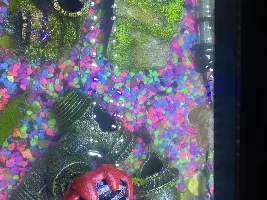 Not sure what’s happing with my red claw crab and I’m freaking out.!!!