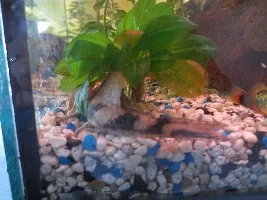 Pleco, Please Identify