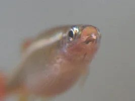 White Spot/bump Above Eye
