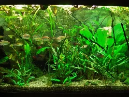 60 Gallon Planted Project - Seeking Advice!