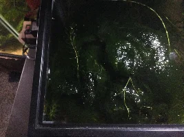 Aquascaper 20g