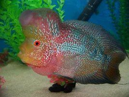 Rex The Flowerhorn