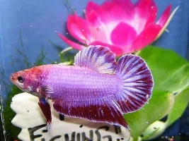 My Bettas