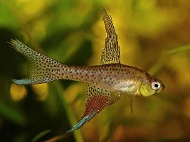 Dwarf Loaches