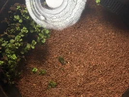 My planted indoor pond.
