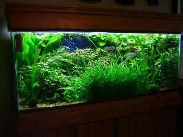 Added new driftwood